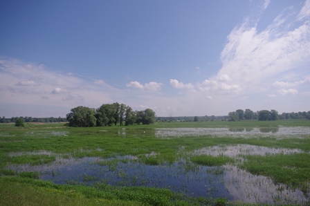 Hochwasser in den Oderauen bei Frankfurt Oder, Foto: Mathias Scholz